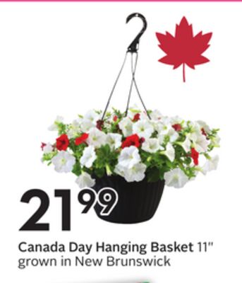Canada Day Hanging Basket