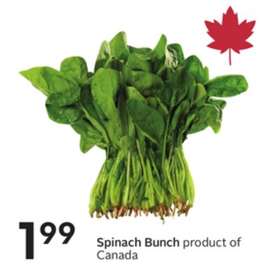 Spinach Bunch