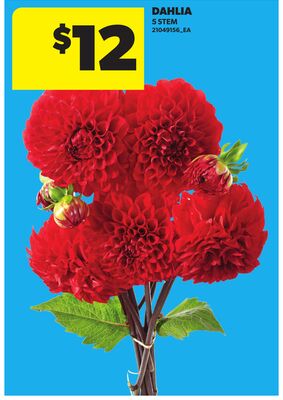 DAHLIA, 5 STEM