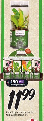 Rare Tropical Varieties in Mini Greenhouse