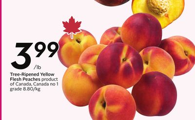 Tree-Ripened Yellow Flesh Peaches - Peach Fest