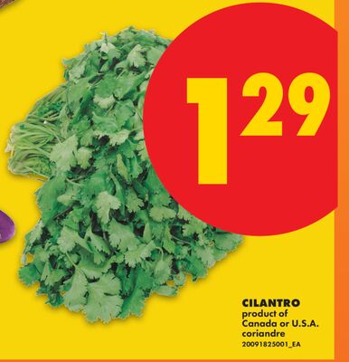 CILANTRO