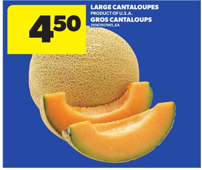 LARGE CANTALOUPES