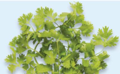 Mint or cilantro Bunch