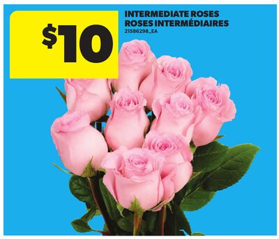 INTERMEDIATE ROSES