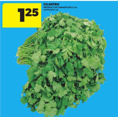 CILANTRO
